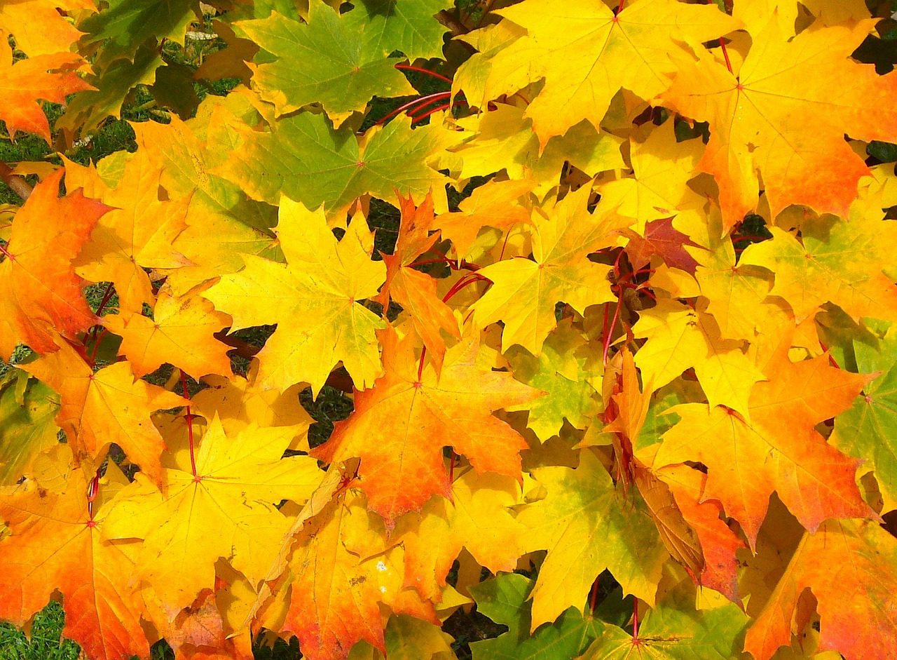 Home maintenance tips for fall